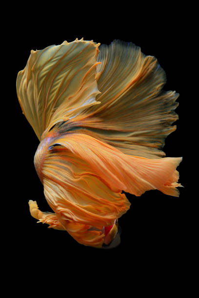 istock Paradise fish, or Macropodus Opercularis, isolated on black background 1194605657