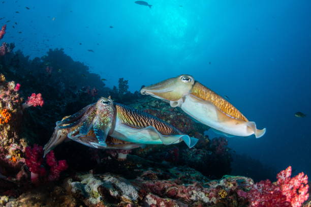 istock mating of Incredible Underwater World  Cuttlefish. Blue ocean 1194606375