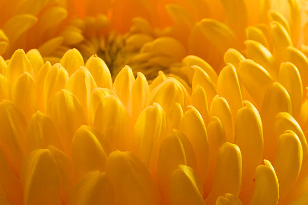 yellow chrysanthemum closeup stock photo