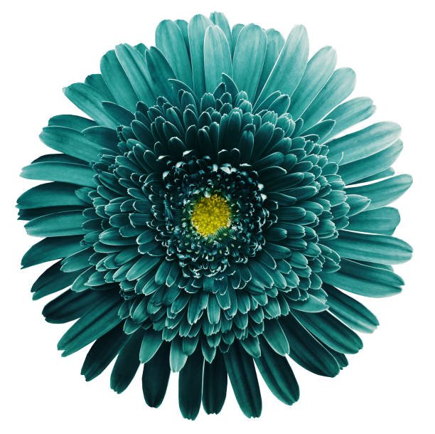 istock gerbera flower turquoise. Flower isolated on white background. No shadows with clipping path. Close-up. Nature. 1194608910