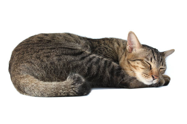 istock Thai tabby striped cat is sleeping, isolated on a white backgroud. 1194609094
