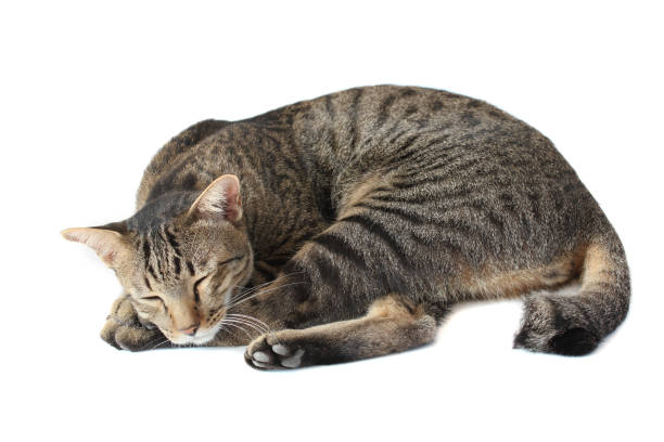 istock Thai tabby striped cat is sleeping, isolated on a white backgroud. 1194609109