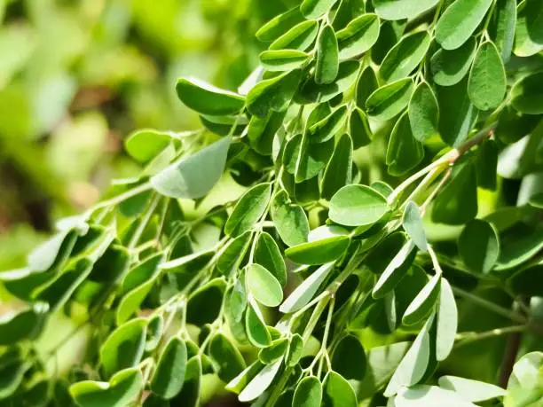 Extreme closeup photo of fresh green Moringa leaves and stems. Soft focus edges.