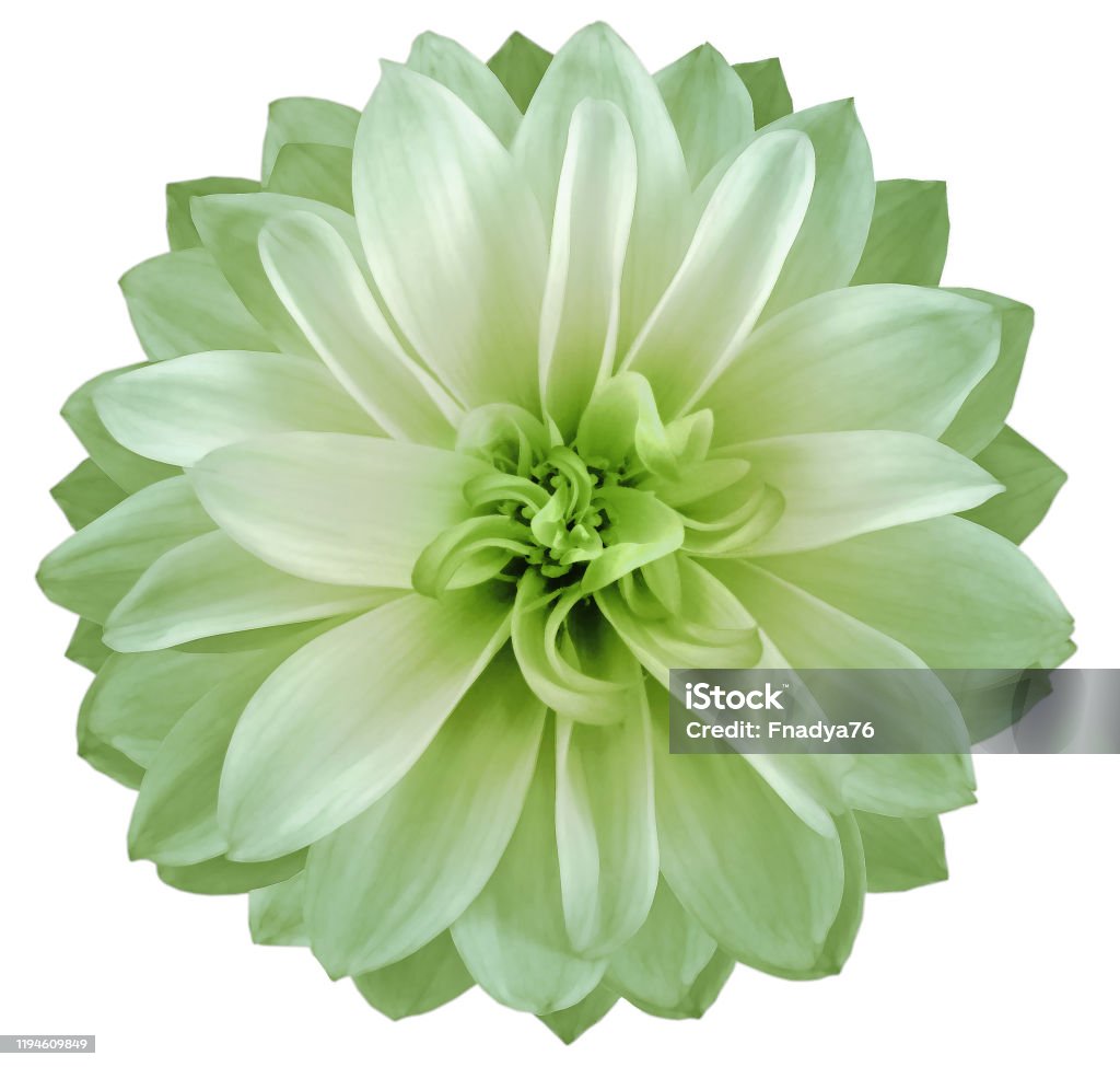 Watercolor Dahlia Flower Light Green Flower Isolated On White Background No  Shadows With Clipping Path Closeup Nature Stock Photo - Download Image Now  - iStock