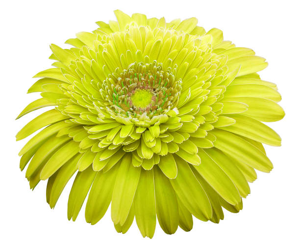 istock gerbera flower yellow.. Flower isolated on white background. No shadows with clipping path. Close-up. Nature. 1194610510