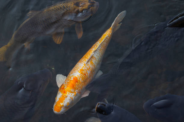 istock Fancy carp (Koi) fishes. 1194610915