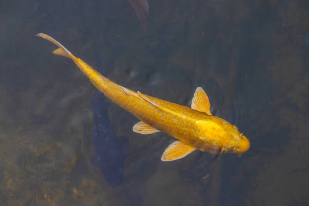 Golden fancy carp(Koi fish) is swimming in a lake.
