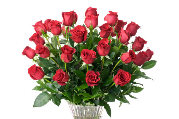 одноместный ствол красные розы на белом фоне - dozen roses rose flower arrangement red стоковые фото и изображения