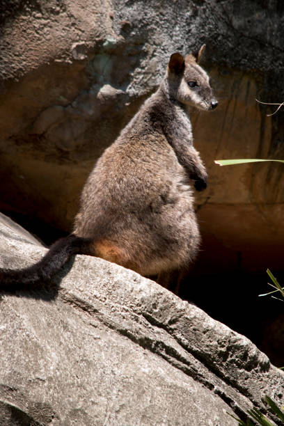istock the brush tail wallaby is on a log 1194612736