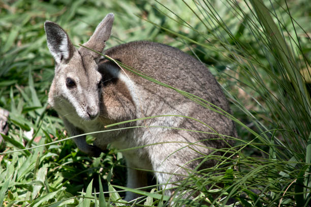 the bridled nailtail wallaby is hiding in the tall grass