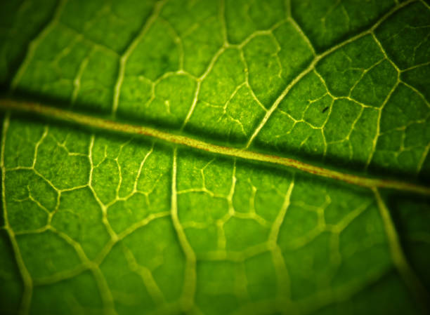 istock Green Leaf Macro Closeup look 1194614439