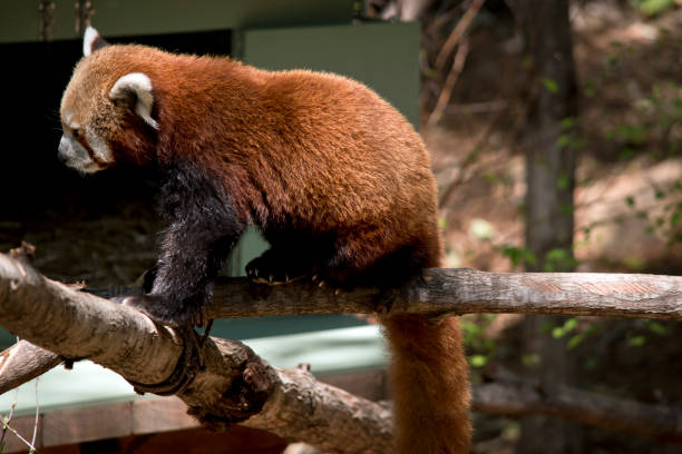 istock this is a side view of a red panda 1194615722