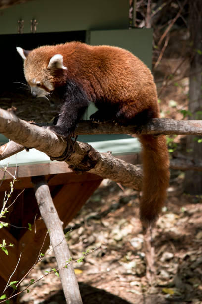 istock this is a side view of a red panda 1194615800