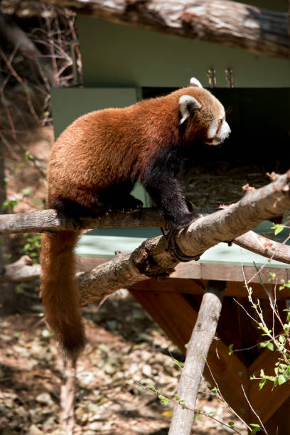 istock this is a side view of a red panda 1194616101