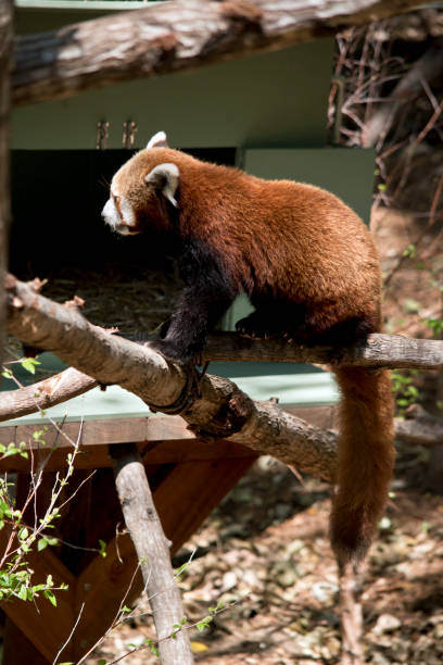 istock this is a side view of a red panda 1194616156
