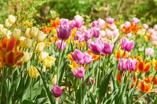 istock Beautiful pink and yellow tulip fields in spring, natural background 1194616858
