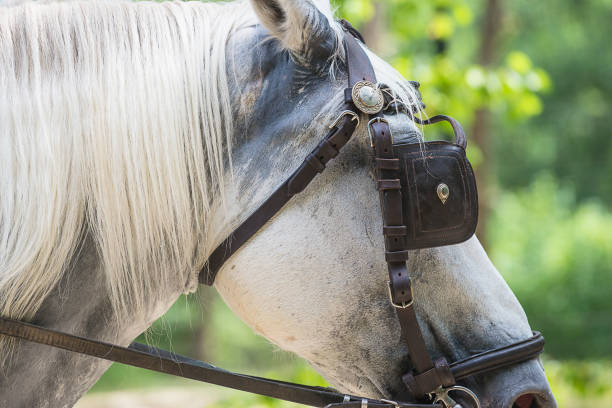 istock White horse with blinkers 1194617552