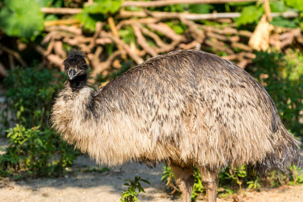 istock The emu (Dromaius novaehollandiae),  the second-largest living bird by height, after its ratite relative, the ostrich. 1194617802