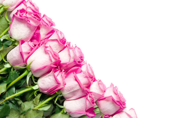 istock Beautiful pink roses isolated on white background. - Image 1194618723