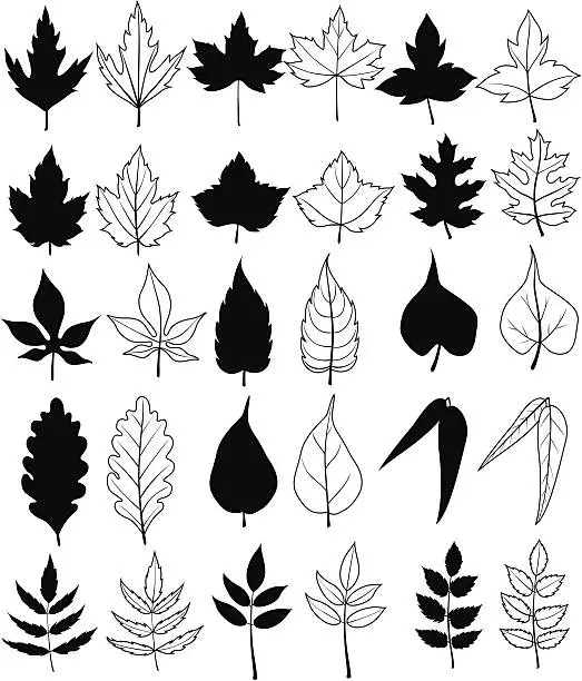 Vector illustration of Leaves Set