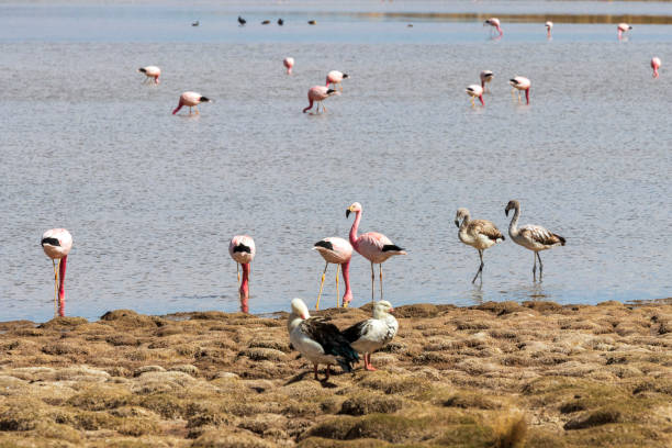 istock Flamingos at Laguna Vinto in Bolivia 1194620676