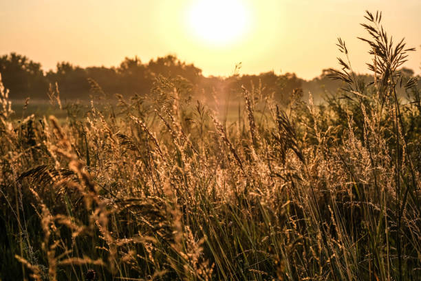 istock Dawn in a wheat field. Beautiful landscape on sunrise 1194620762