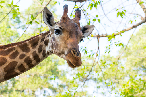 Portrait of an African giraffe ( Giraffa camelopardalis),  an African even-toed ungulate mammal, the tallest living terrestrial animal and the largest ruminant