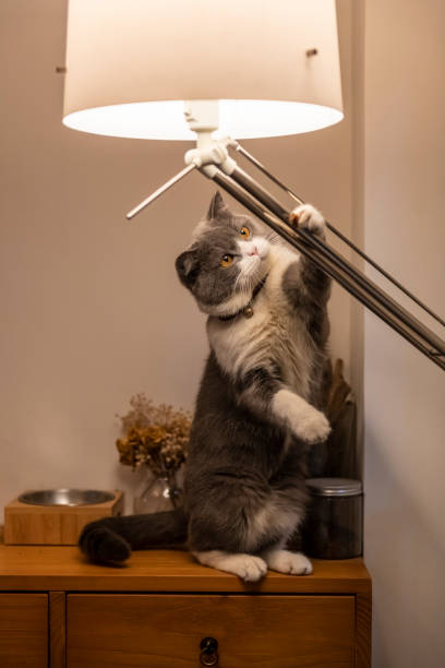 istock British shorthair cat holding a table lamp 1194621979