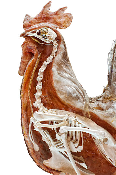 istock chicken skeleton anatomy 119462333