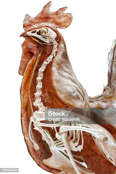 Kurczak Szkielet Anatomia - zdjęcia stockowe i więcej obrazów Anatomia człowieka - Anatomia człowieka, Przekrój poprzeczny, Zwierzę
