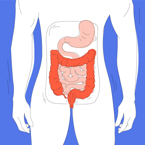 istock Male digestive tract colorful vector illustration for web and printing. 1194623396