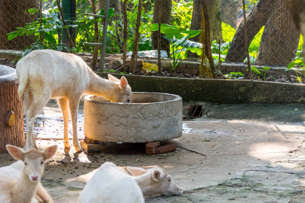 A hungry white fallow Deer (Dama dama) eating food at stone feed trough, native to Europe and Asia, a type of deer from the family Cervidae, live in an area that is mixed woodland and open grassland. un barbecho blanco hambriento de ciervos (dama dama) comiendo alimentos en la vaguada de alimentación de piedra, nativa de europa y asia, un tipo de ciervo de la familia cervidae, viven en un área que es bosque mixto y pastizales abiertos.