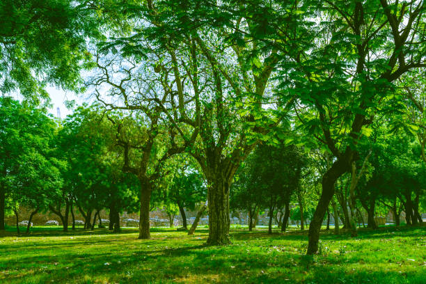 lussureggiante paesaggio urbano verde all'interno dell'area metropolitana. città più verdi per un pianeta più fresco. delhi, india. - green cross foto e immagini stock