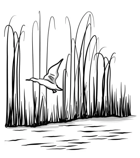 Vector illustration of Flying Duck