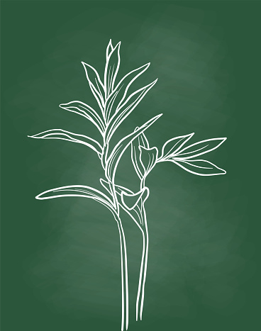 Plant Chalkboard