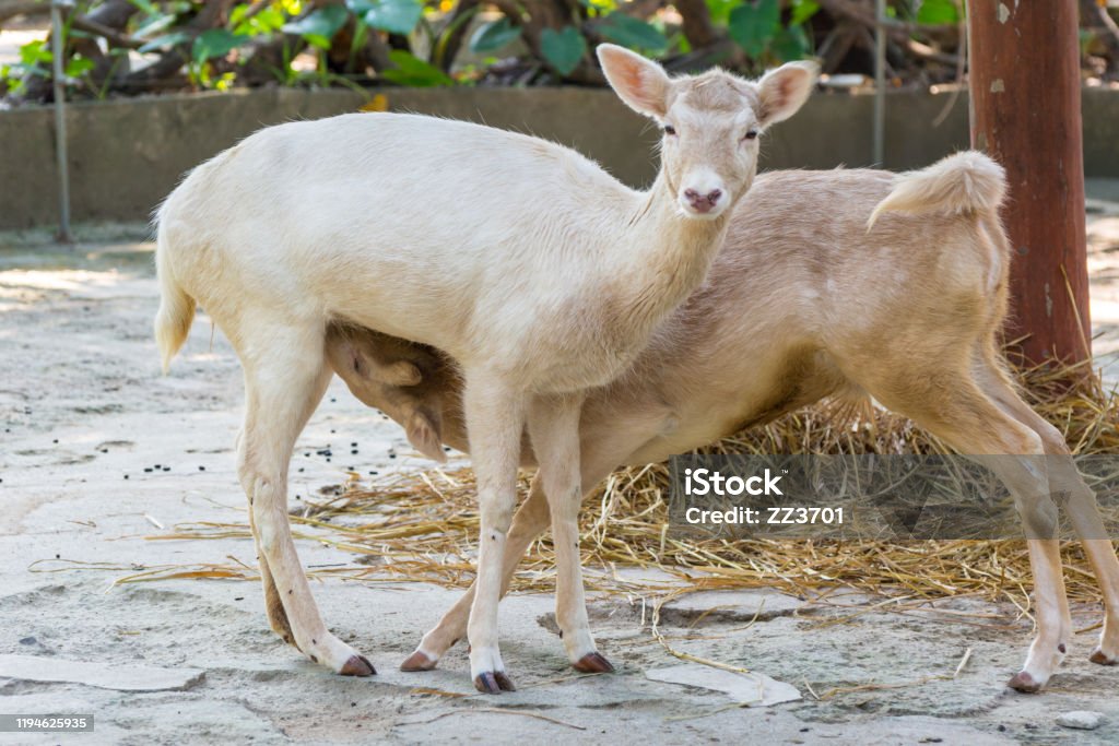Lækker håndled harmonisk A Female White Fallow Deer Nursing A Young Baby Deer Native To Europe And  Asia A Type Of Deer From The Family Cervidae Live In An Area That Is Mixed  Woodland And