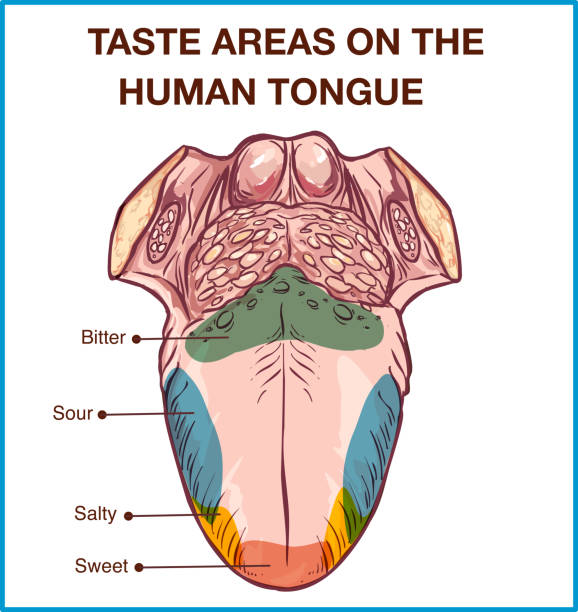 wektor - kolorowa mapa receptorów smakowych w języku, cztery smaki - słodki, kwaśny, gorzki, słony. ilustracja wektorowa. - sensibility stock illustrations