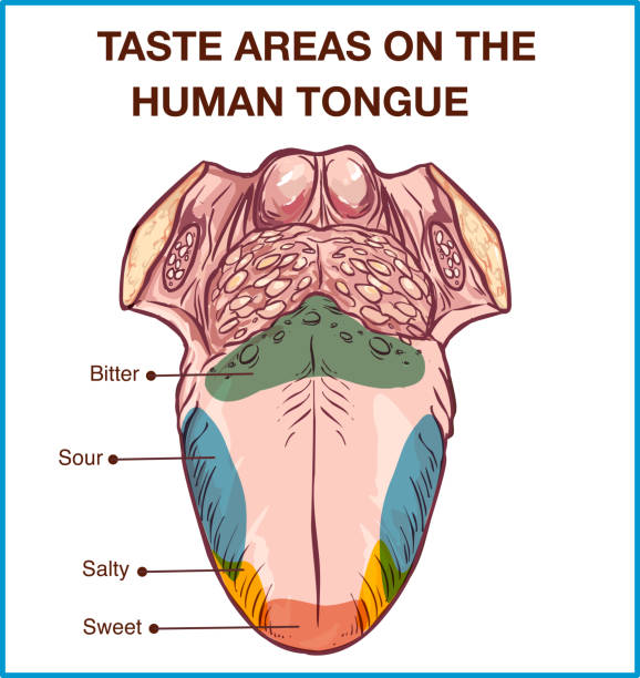 ilustrações de stock, clip art, desenhos animados e ícones de vector - color map of taste receptors in the tongue, four flavors - sweet, sour, bitter, salty. vector illustration. - sensibility