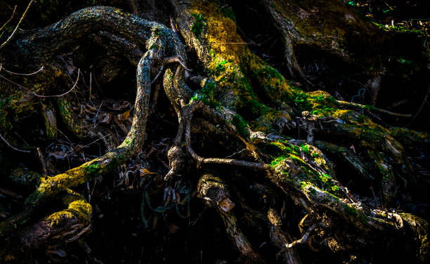 istock Mysterious interweaving of tree roots covered with green and yellow moss. 1194626700