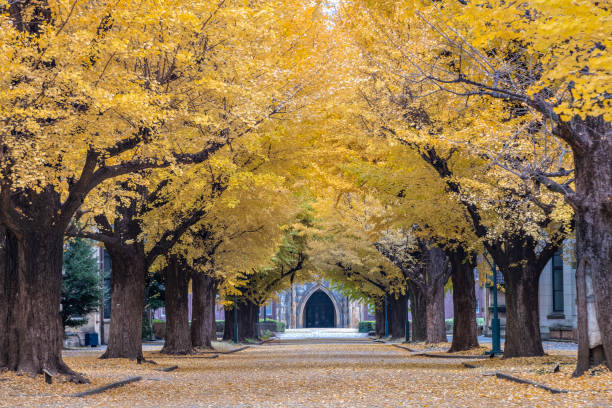 Autumn Gingkoes Trees tunnel at University of Tokyo Autumn Yellow Gingkoes Trees tunnel and pathway to the historical auditorium at the University of Tokyo, Japan kanto region photos stock pictures, royalty-free photos & images