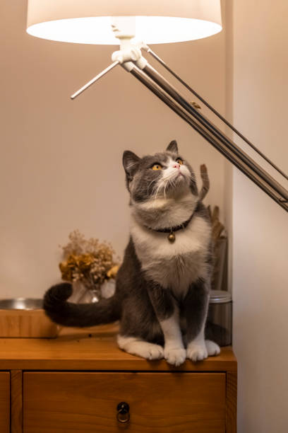 istock British shorthair cat looking at table lamp 1194629396