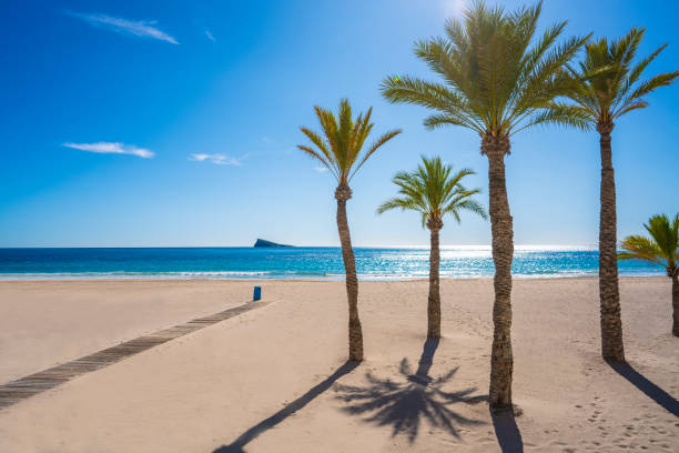 Benidorm Poniente Beach palm trees in Alicante with Benidorm island at Mediterranean Spain