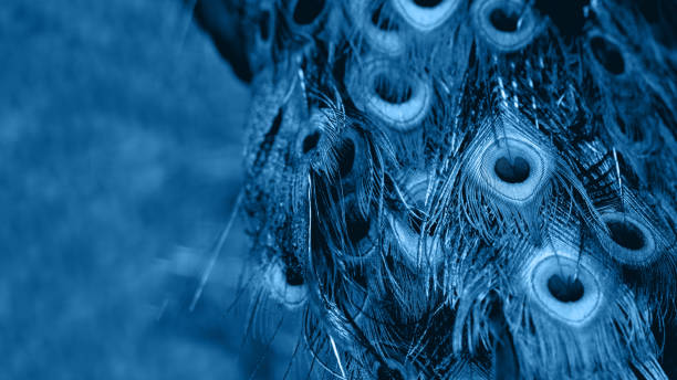 istock Banner with peacock feathers. Natural background with bird's feathers. Classic blue tone. 1194633444