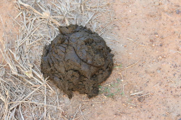Cow dung Cow dung or manure. Indians use it as fuel, antiboitic and for other pusposes. cow dung stock pictures, royalty-free photos & images