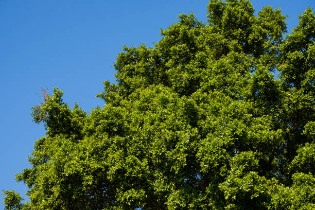 istock Big tree with fresh green leaves 1194635272
