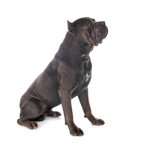 italian mastiff italian mastiff in front of white background cane corso stock pictures, royalty-free photos & images