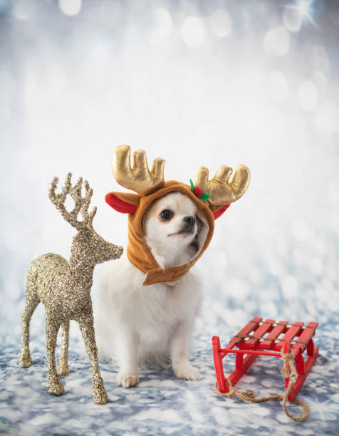 istock little chihuahua 1194637084