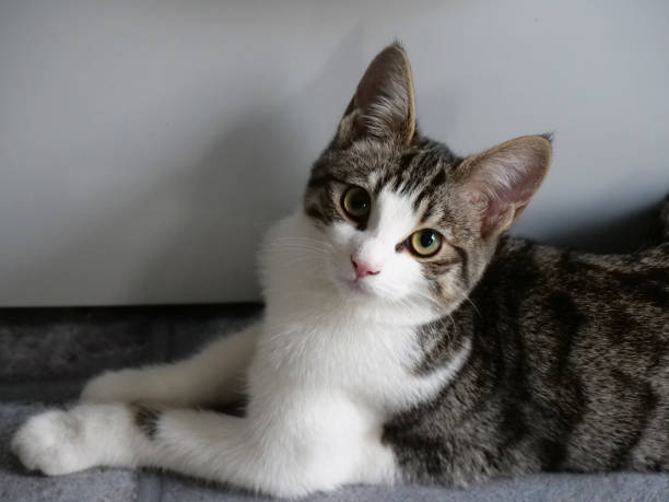 istock short hair tabby 3 month old kitten with half white fur looking wistful 1194638357