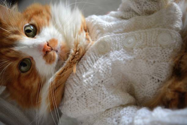 istock Red cat in the white sweater looking 1194638998