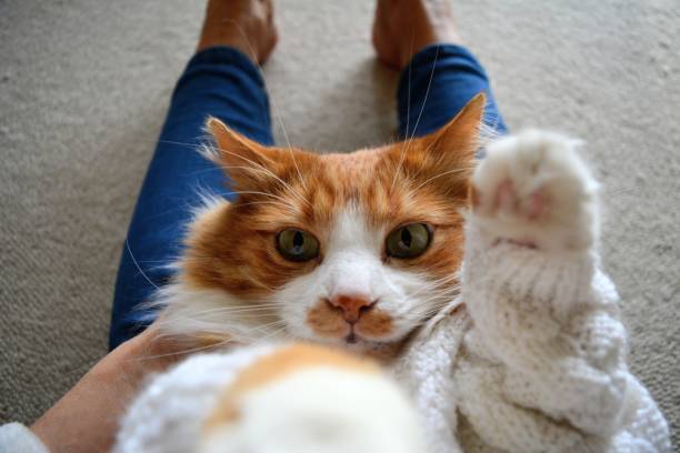 Red cat on a female legs selfie time